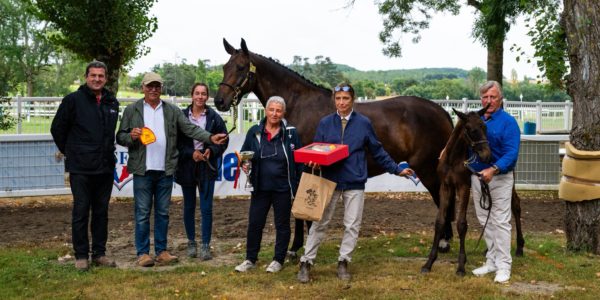 Birmane championne poulinière