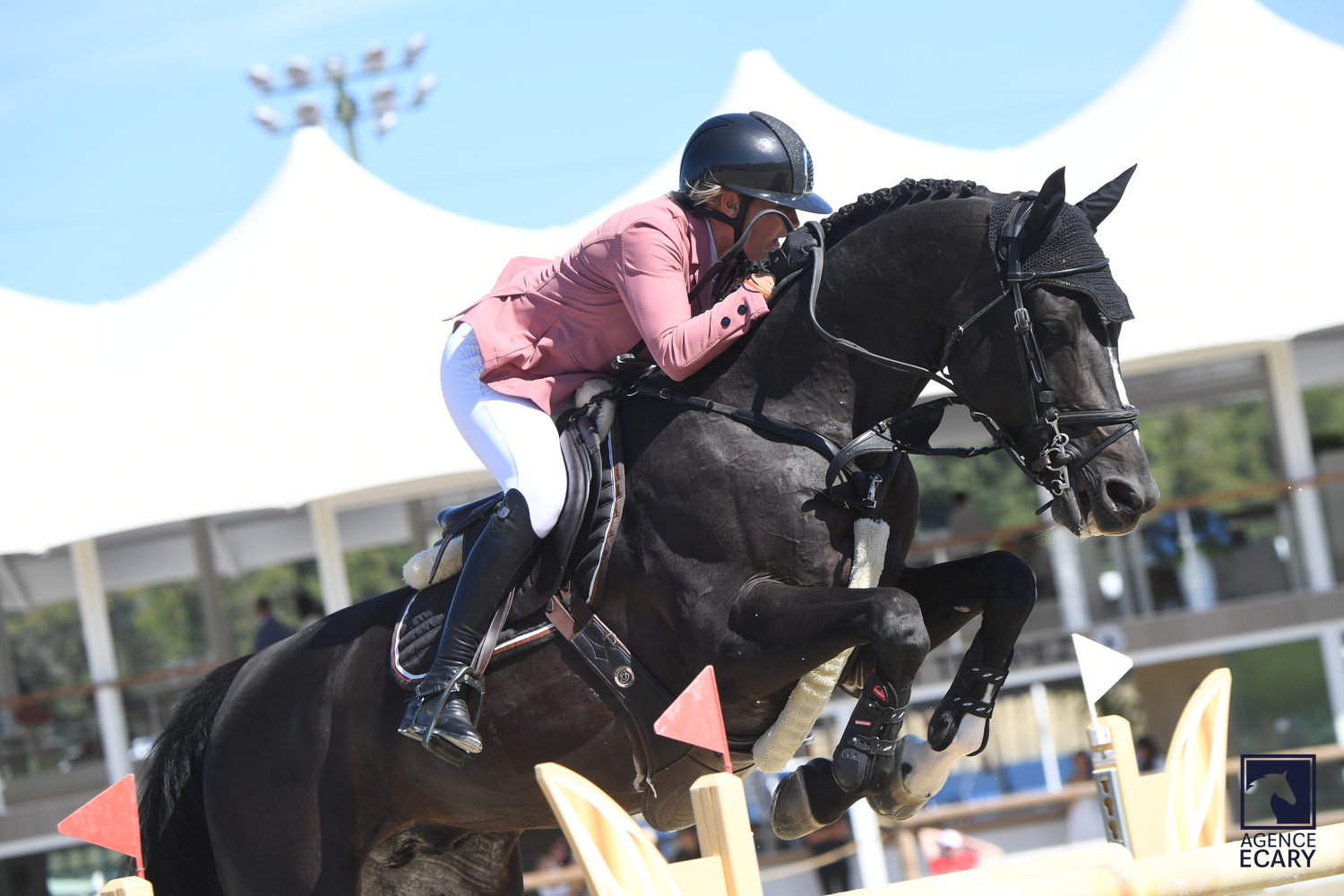 Les contrats de saillie de Dartagnan sont en ligne pour la saison 2026!