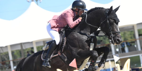 Les contrats de saillie de Dartagnan sont en ligne pour la saison 2026!